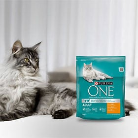 Echantillons gratuits de nourriture Purina ONE pour chat